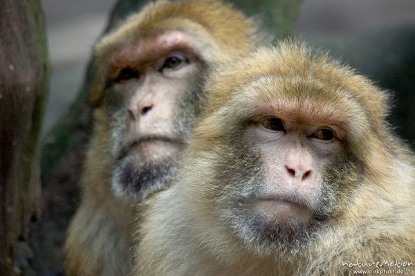 Berberaffe, Macaca sylvanus, Familienverband, Nürnberg, Deutschland