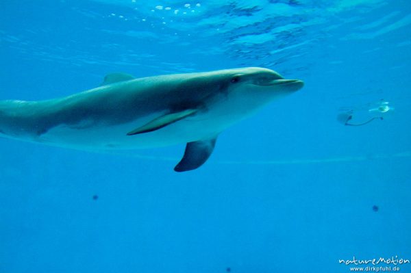 Großer Tümmler, Tursiops truncatus, mehrere Tiere in Aquarium, Nürnberg, Deutschland