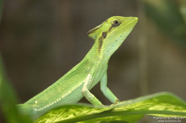 Kronen-Basilisk, Laemanctus longipes, Terrarium, Nürnberg, Deutschland