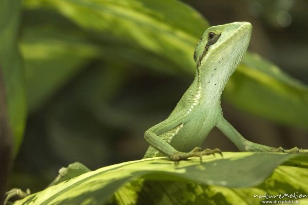 Kronen-Basilisk, Laemanctus longipes, Terrarium, Nürnberg, Deutschland