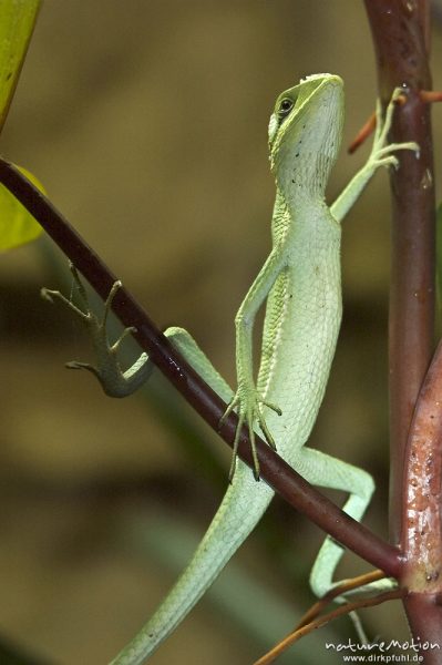 Kronen-Basilisk, Laemanctus longipes, Terrarium, Nürnberg, Deutschland