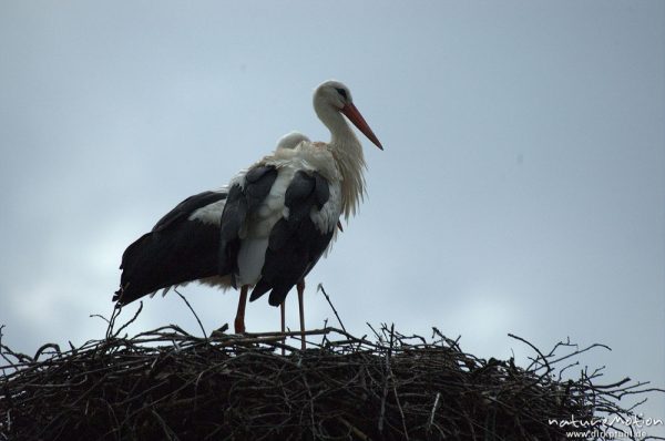 Weißstorch, Ciconia ciconia, Paar auf Nest, Nürnberg, Deutschland