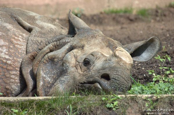 Indisches Panzernashorn, Rhinoceros unicornis, Tier mit abgerubbeltem Horn, "Rubbelnashorn", Nürnberg, Deutschland