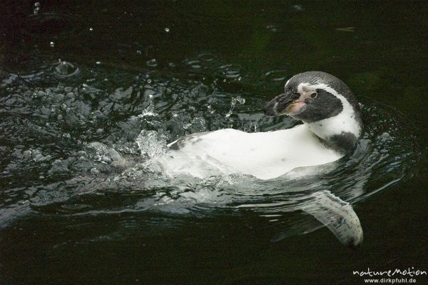 Magellan-Pinguin, Spheniscus magellanicus, Spheniscidae, Nürnberg, Deutschland