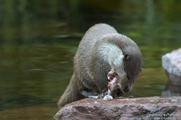 Fischotter, Lutra lutra, Mustelidae, beim fressen eines Fisches, Nürnberg, Deutschland