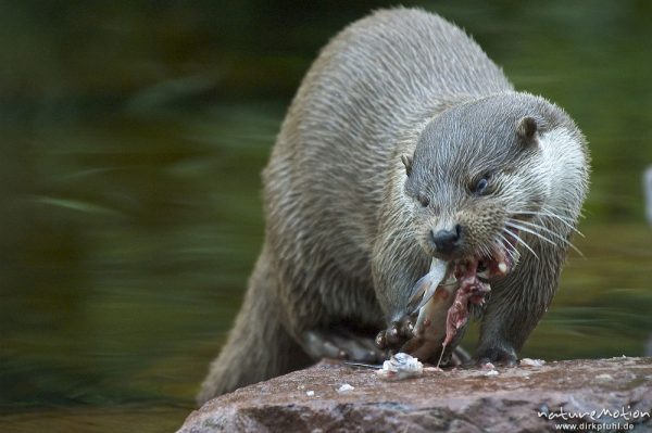 Fischotter, Lutra lutra, Mustelidae, beim fressen eines Fisches, Nürnberg, Deutschland