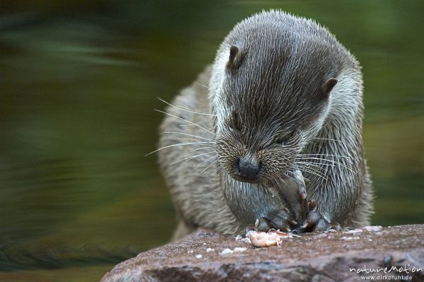 Fischotter, Lutra lutra, Mustelidae, beim fressen eines Fisches, Nürnberg, Deutschland