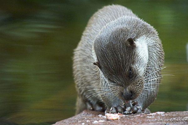 Fischotter, Lutra lutra, Mustelidae, beim fressen eines Fisches, Nürnberg, Deutschland