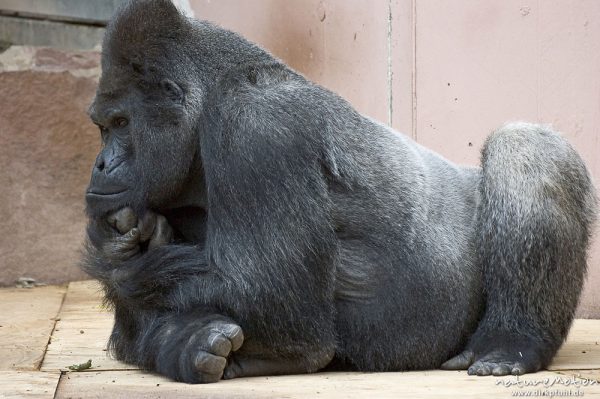 Gorilla, Gorilla gorilla, Männchen, Nürnberg, Deutschland