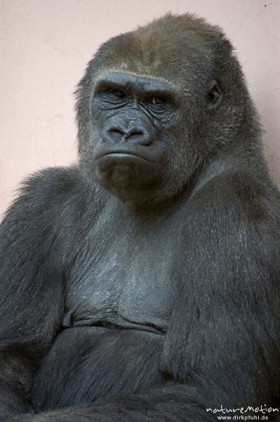 Gorilla, Gorilla gorilla, Weibchen, Nürnberg, Deutschland