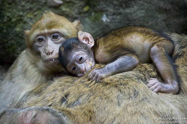 Berberaffe, Macaca sylvanus, Familienverband, Nürnberg, Deutschland