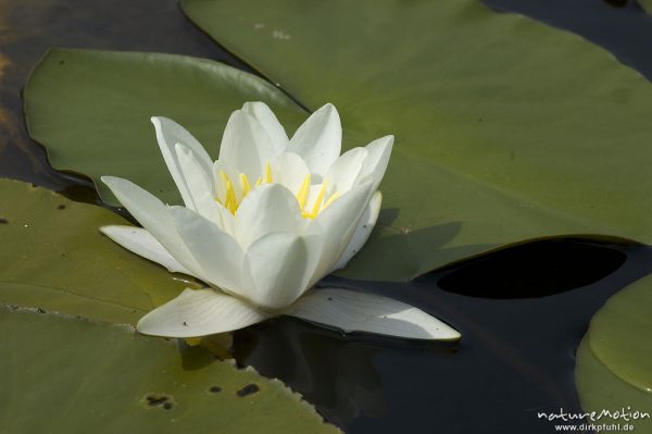 Seerose, Nymphaea alba, Blüte, Kleiner Kotzower See, Mecklenburger Seen, Deutschland