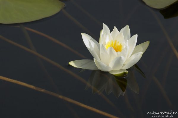 Seerose, Nymphaea alba, Blüte, Kleiner Kotzower See, Mecklenburger Seen, Deutschland