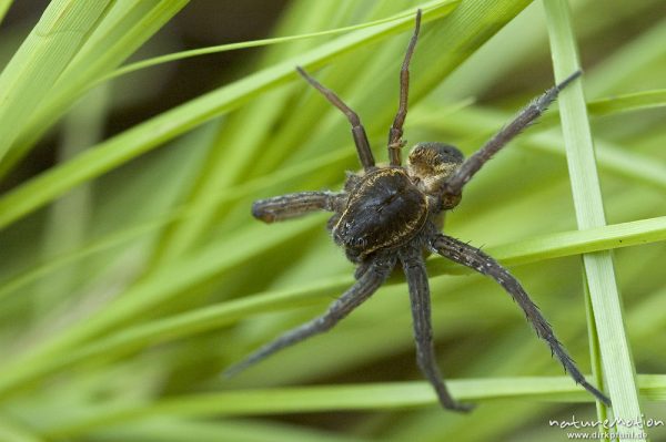 Listspinne, Dolomedes fimbriatus, Pisauridae, Weibchen, mit Eikokkon, zwischen Grashalmen, Mecklenburger Seen, Deutschland