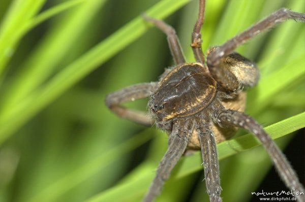 Listspinne, Dolomedes fimbriatus, Pisauridae, Weibchen, mit Eikokkon, zwischen Grashalmen, Mecklenburger Seen, Deutschland