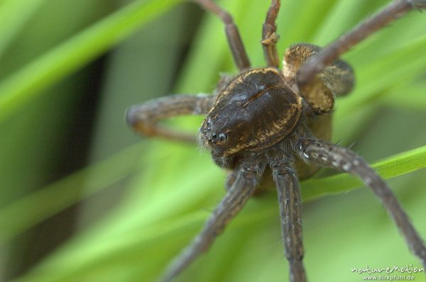 Listspinne, Dolomedes fimbriatus, Pisauridae, Weibchen, mit Eikokkon, zwischen Grashalmen, Mecklenburger Seen, Deutschland