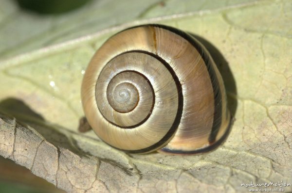 Garten-Bänderschnecke, Cepaea hortensis, Gehäuse auf Blatt, Mecklenburger Seen, Deutschland