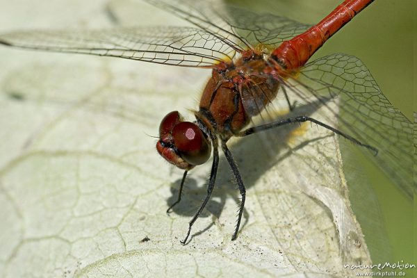 Blutrote Heidelibelle, Sympetrum sanguineum, Männchen, beim Sonnen, Woterfitzsee, Mecklenburger Seen, Deutschland