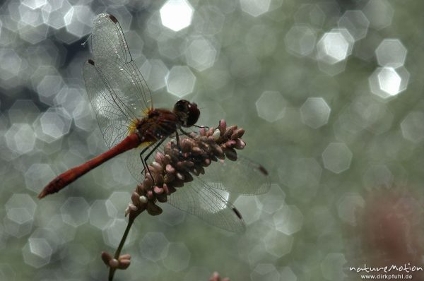 Blutrote Heidelibelle, Sympetrum sanguineum, Männchen, beim Sonnen auf einem Knöterichhalm (Wasser-Knöterich), Lichtreflexe auf der Wasseroberfläche im Hintergrund, Woterfitzsee, Mecklenburger Seen, Deutschland