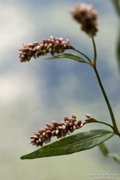 Wasser-Knöterich, Polygonum amphibium, Blüten und Blätter, Woterfitzsee, Mecklenburger Seen, Deutschland