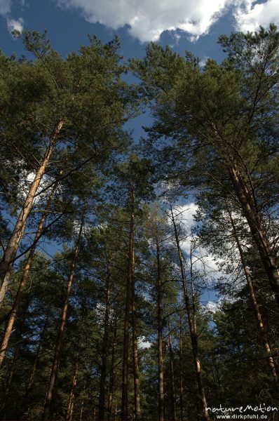 Kiefernwald und Sommerhimmel, Granzow, Mecklenburger Seen, Deutschland