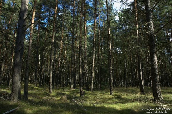 Kiefernwald, Granzow, Mecklenburger Seen, Deutschland