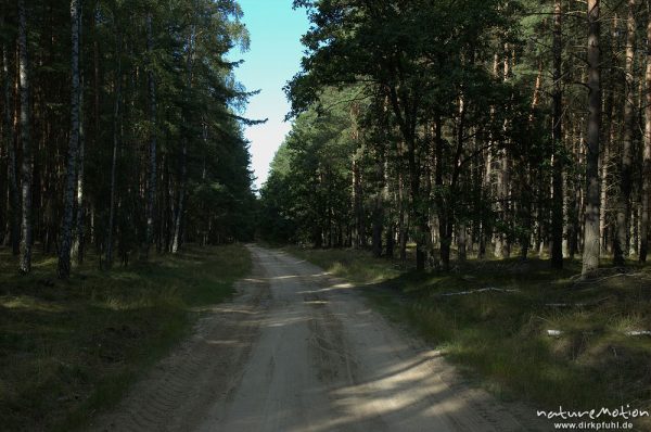 Sandweg durch Kiefernwald, Granzow, Mecklenburger Seen, Deutschland