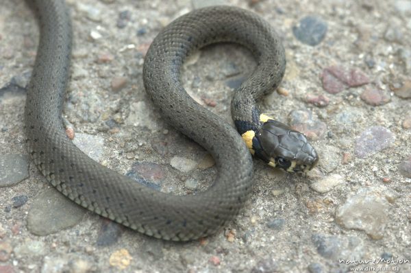 Ringelnatter, Natrix natrix, Colubridae, auf Straße, Boek, Mecklenburger Seen, Deutschland