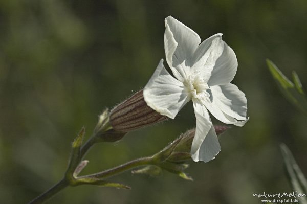 Weiße Lichtnelke, Silene alba, Caryophyllaceae,, Blüte, Mecklenburger Seen, Deutschland