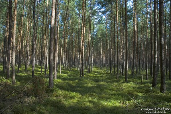 Kiefernwald mit Blaubeer-Unterwuchs, Nationalpark Müritz, Serrahn, Mecklenburger Seen, Deutschland