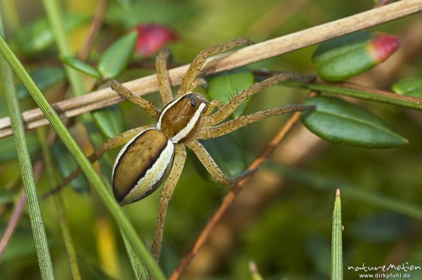 Listspinne, Dolomedes fimbriatus, Pisauridae, Männchen, Serrahn-See, Mecklenburger Seen, Deutschland