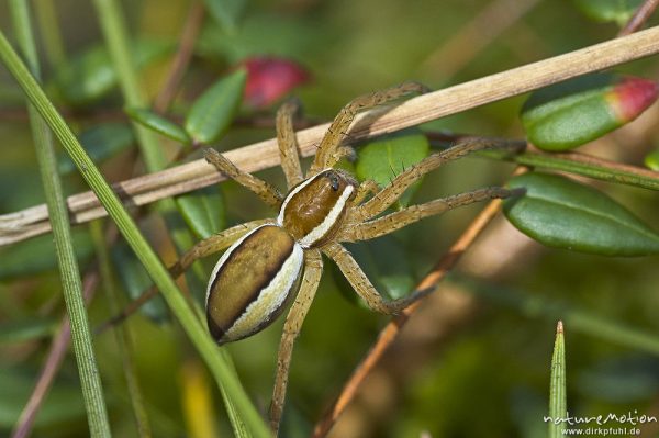 Listspinne, Dolomedes fimbriatus, Pisauridae,  Männchen, Serrahn-See, Mecklenburger Seen, Deutschland