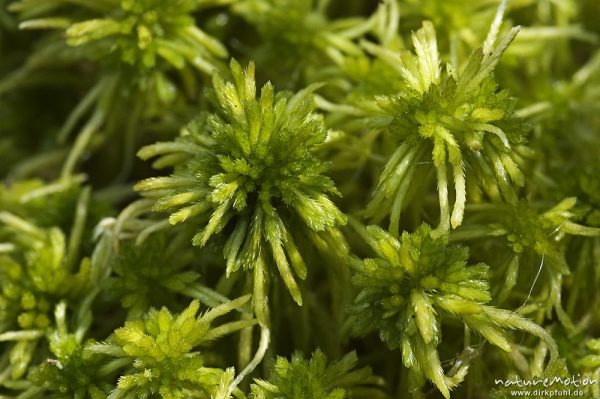 Torfmoos, Sphagnum spec., Serrahn-See, Mecklenburger Seen, Deutschland