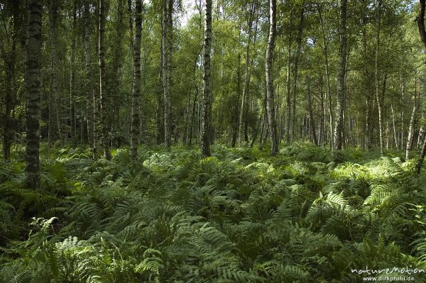 Birkenwald und Adlerfarn, Serrahn, Mecklenburger Seen, Deutschland