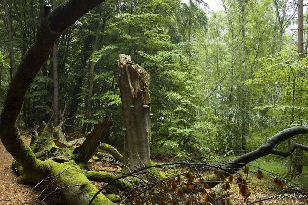 Rot-Buche, Fagus sylvatica, zusammengebrochener Baum, Serrahn, Mecklenburger Seen, Deutschland