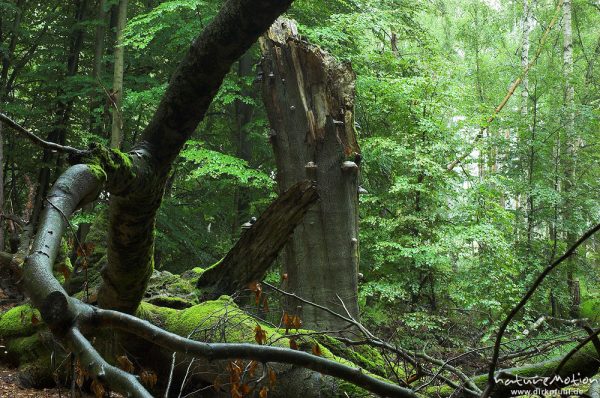 Rot-Buche, Fagus sylvatica, zusammengebrochener Baum, Serrahn, Mecklenburger Seen, Deutschland