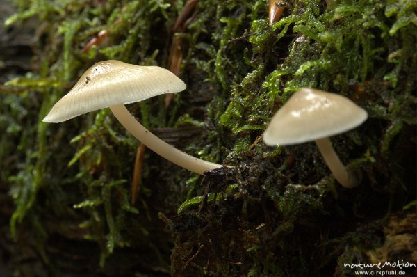 Tintling, Coprinus spec. (?), an Totholz, Serrahn, Mecklenburger Seen, Deutschland