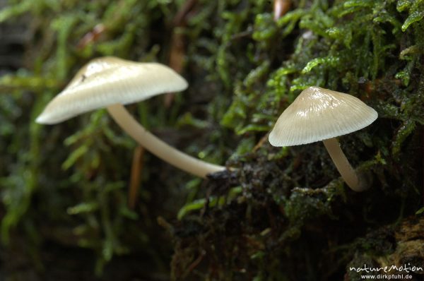 Tintling, Coprinus spec. (?), an Totholz, Serrahn, Mecklenburger Seen, Deutschland