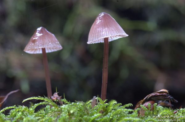 Tintling, Coprinus spec. (?), an Totholz, Serrahn, Mecklenburger Seen, Deutschland