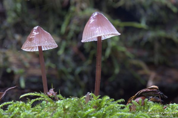 Tintling, Coprinus spec. (?), an Totholz, Serrahn, Mecklenburger Seen, Deutschland