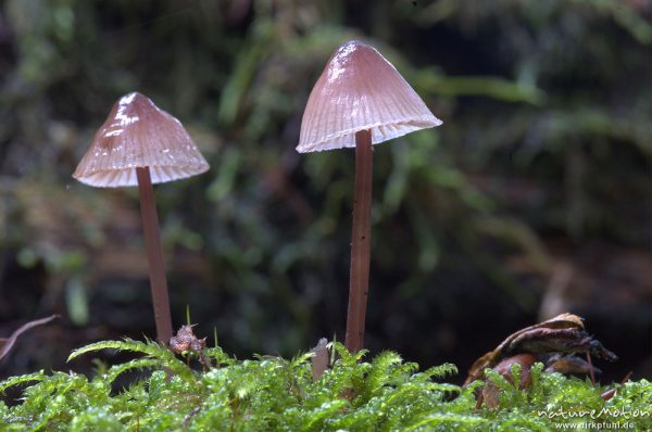 Tintling, Coprinus spec. (?), an Totholz, Serrahn, Mecklenburger Seen, Deutschland