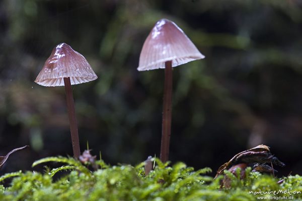 Tintling, Coprinus spec. (?), an Totholz, Serrahn, Mecklenburger Seen, Deutschland