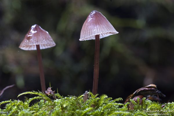 Tintling, Coprinus spec. (?), an Totholz, Serrahn, Mecklenburger Seen, Deutschland