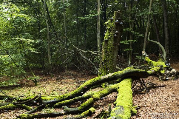 Rot-Buche, Fagus sylvatica, zusammengebrochener Baum, Serrahn, Mecklenburger Seen, Deutschland