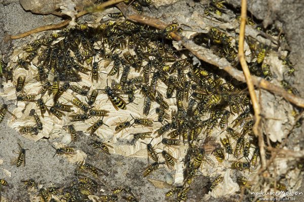 Wespen, Vespula vulgaris (?), aufgegrabenes Nest im Waldboden, Tiere bringen ihre Brut in Sicherheit, Müritz-Nationalpark, Mecklenburger Seen, Deutschland