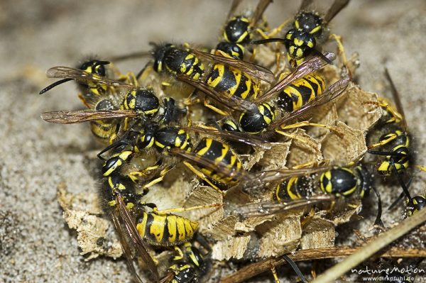 Wespen, Vespula vulgaris (?), aufgegrabenes Nest im Waldboden, Tiere bringen ihre Brut in Sicherheit, Müritz-Nationalpark, Mecklenburger Seen, Deutschland