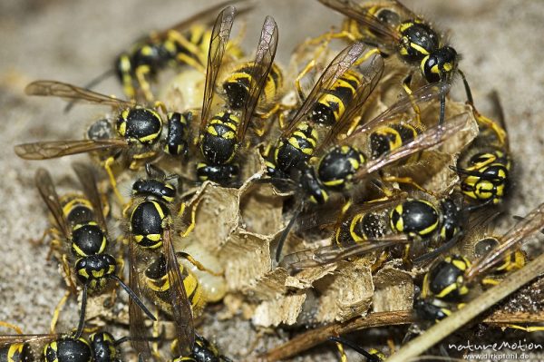 Wespen, Vespula vulgaris (?), aufgegrabenes Nest im Waldboden, Tiere bringen ihre Brut in Sicherheit, Müritz-Nationalpark, Mecklenburger Seen, Deutschland