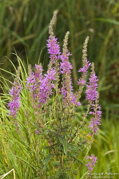 Blut-Weiderich, Lythrum salicaria, Lythraceae, Müritz-Nationalpark, Mecklenburger Seen, Deutschland