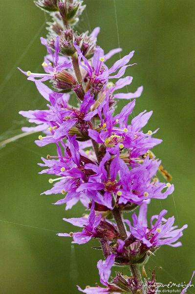 Blut-Weiderich, Lythrum salicaria, Lythraceae, Müritz-Nationalpark, Mecklenburger Seen, Deutschland