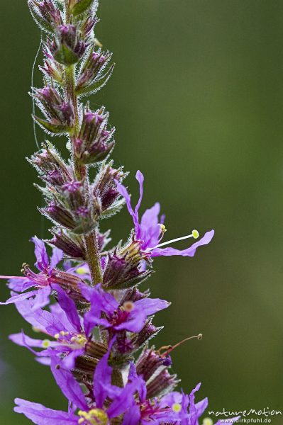 Blut-Weiderich, Lythrum salicaria, Lythraceae, Müritz-Nationalpark, Mecklenburger Seen, Deutschland